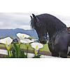 Tulbagh Horse & Wild Flower Show photo