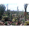 Sheilam Cactus Garden photo