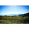 Ridgeback Wines photo