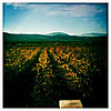 Windfall Winery photo