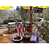 Owl's Rest Olive & Lavender Farm Home of Owl's Products photo