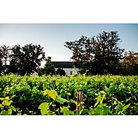 Audrey's Vineyard image