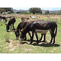 Eseltjiesrus Donkey Sanctuary image