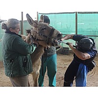 Eseltjiesrus Donkey Sanctuary image