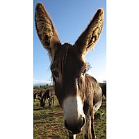 Eseltjiesrus Donkey Sanctuary image