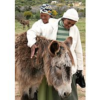 Eseltjiesrus Donkey Sanctuary image