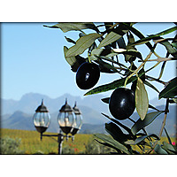 Marbrin Olive farm image