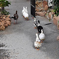 Fynbos Guest Farm & Animal Sanctuary image