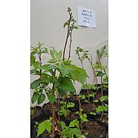 Hillcrest Berry Orchards image