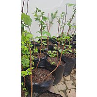 Hillcrest Berry Orchards image
