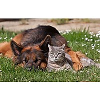 Animal Welfare Society image