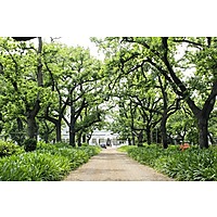 Tea Under the Trees image
