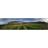 Oldenburg Vineyards image