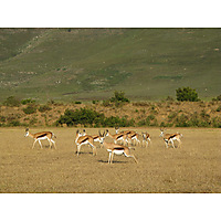 Bontebok Ridge Reserve image