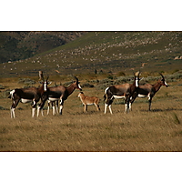 Bontebok Ridge Reserve image