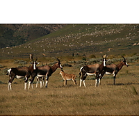 Bontebok Ridge Reserve image