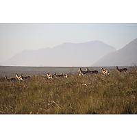 Bontebok Ridge Reserve image