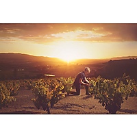 Bosman Family Vineyards image