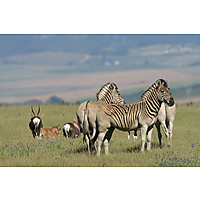 Bontebok Ridge Reserve image