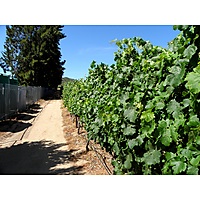 Ridgeback Wines image