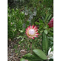 Botanical Garden (Stellenbosch University) image