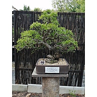 Botanical Garden (Stellenbosch University) image