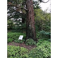 Botanical Garden (Stellenbosch University) image