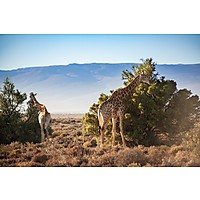 Inverdoorn Private Game Reserve image