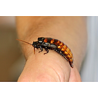 The Animal Sanctuary @ Butterfly World image