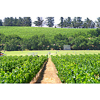 Welbedacht Wine Estate image