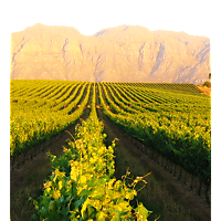 Kleine Zalze Wines image