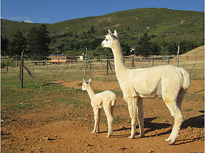 Alpaca Dam and Cria at The Alpaca Loom.JPG - Alpaca Loom image