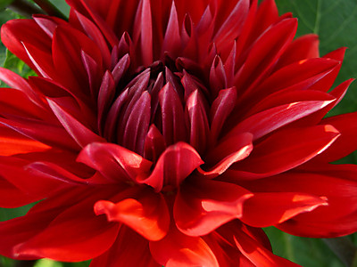 5826_queensland-dahlia-show-brisbane-flower-garden1.jpg - Dahilia Society image