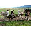 Fynbos Animal Sanctuary.jpg - Fynbos Guest Farm & Animal Sanctuary image