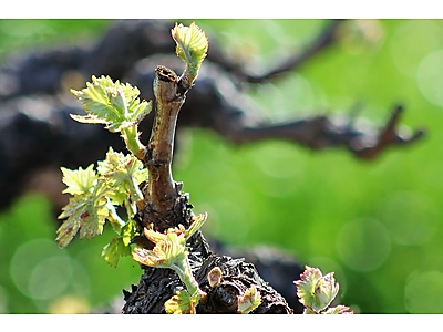 Goudini Cellar.jpg - Goudini Wines image