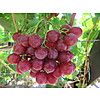 IMG_3585.JPG - Modderdrift Grapes image