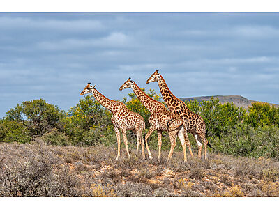 Mont Eco safari.jpg - Mont Eco Private Game Reserve image