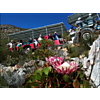 Trekker-met-Proteas.png - Montagu Tractor Trip image