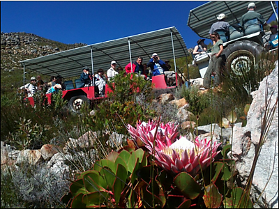 Trekker-met-Proteas.png - Protea Farm Tractor Ride image