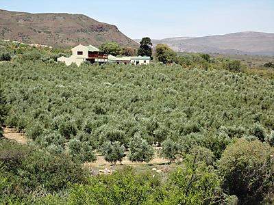 Farm factory and olive trees.jpg - Riverbend Olive Farm image