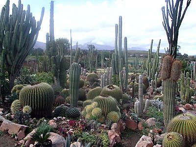 sheilam_cactus_garden_original.jpg - Sheilam Cactus Garden image