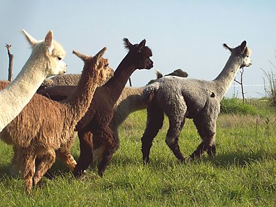 Alpaca Yearlings at The Alpaca Loom.jpg - The Alpaca Loom Coffee Shop image