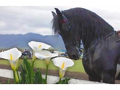 Tulbagh Horse and Wild Flower show.jpg - Tulbagh Horse & Wild Flower Show image