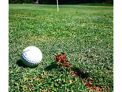 5833_Screenshot_2016-08-12-14-23-29-1.png - Wellington Golf Club  image