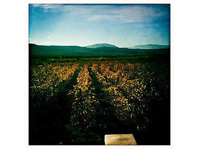 windfall_vineyard.jpg - Windfall Winery image