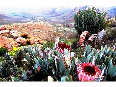 Witteberg-fynbos-04-AN-for-website-700x459.jpg - Witteberg Nature Reserve image